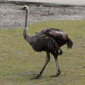 Ostrich