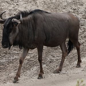 Bridled gnu