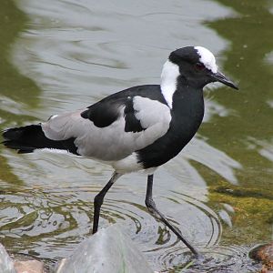 Blacksmith plover