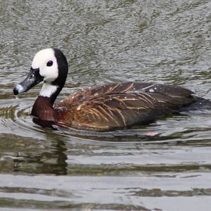 White-faced tree-duck