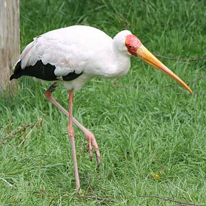 Yellow-billed stork