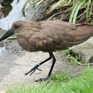 Hammerkop