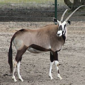 Gemsbok