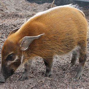 Young Red river hog