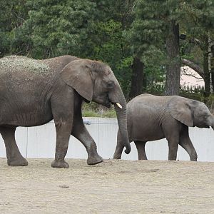African elephants
