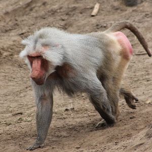 Hamadryas baboon