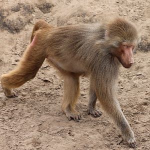 Hamadryas baboon