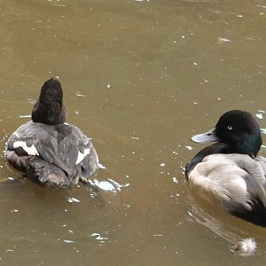 Lesser scaups
