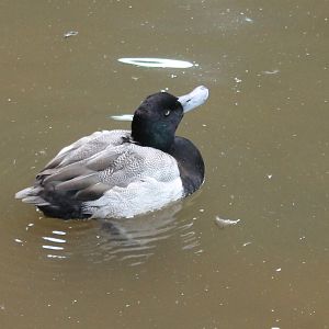 Lesser scaup