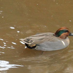 American green-winged duck