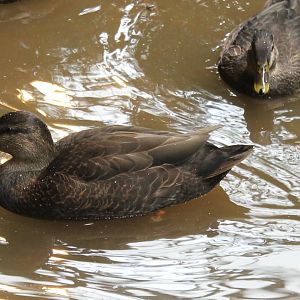North American black ducks