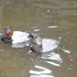 Canvasbacks
