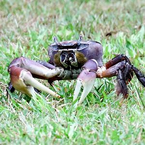 Purple Land Crab