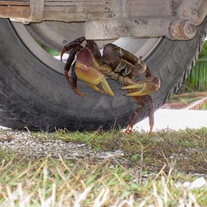 Cocos Land Crab