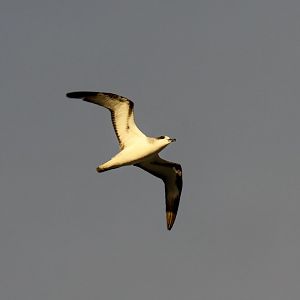 Barau's Petrel