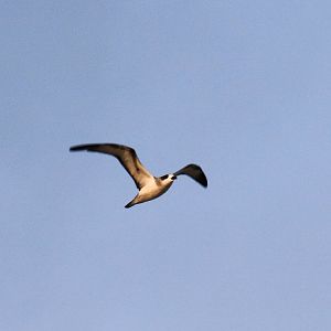 Barau's Petrel