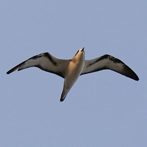 Barau's Petrel