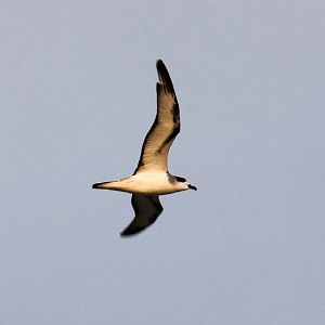Barau's Petrel