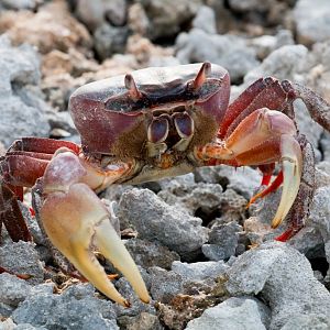 Cocos Purple Land Crab