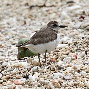 Greater Sand Plover