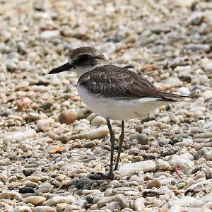 Greater Sand Plover