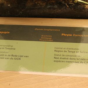 Sign Damon longispinatus