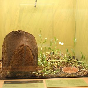 Enclosure Damon longispinatus