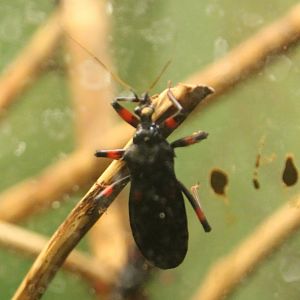 Platymeris rhadamanthus