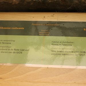 Sign Platymeris rhadamanthus