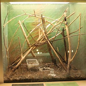 Enclosure Platymeris rhadamanthus