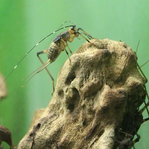 African bell cricket - Homoeogryllus xanthographus