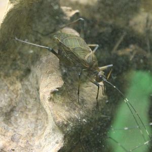 African bell cricket - Homoeogryllus xanthographus