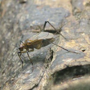 African bell cricket - Homoeogryllus xanthographus