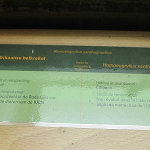 Sign African bell cricket