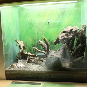 Enclosure African bell cricket