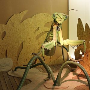 Praying mantis-model