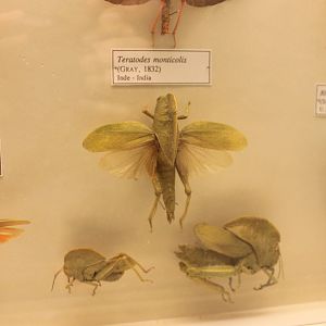 Grasshopper-species