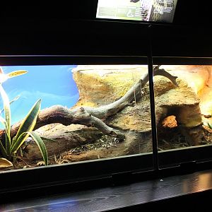 Enclosure Monocled cobra