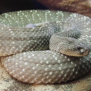 Uracoan rattlesnake