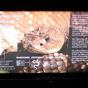 Sign Uracoan rattlesnake