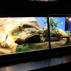 Enclosure Uracoan rattlesnake