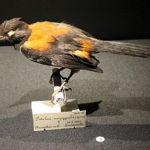 Southern variable pitohui-specimen
