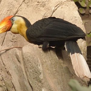 Sunda Wrinkled Hornbill