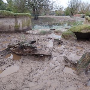 Flooded Aardvark enclosure