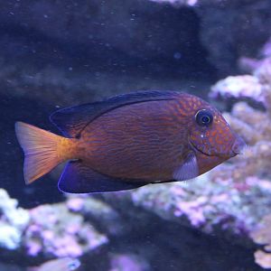 Ctenochaetus hawaiiensis