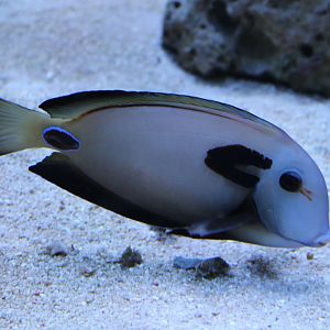 Acanthurus tennentii