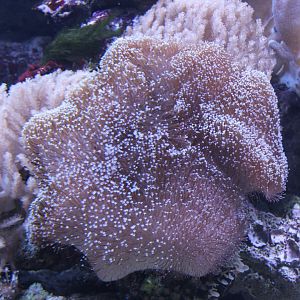 Soft coral