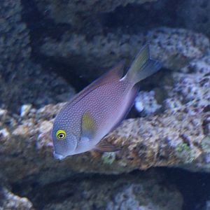 Ctenochaetus truncatus