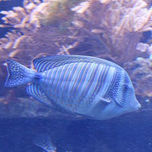 Zebrasoma desjardinii