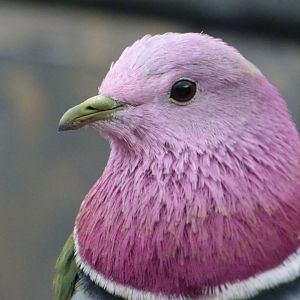 Pink-headed Fruit Dove
